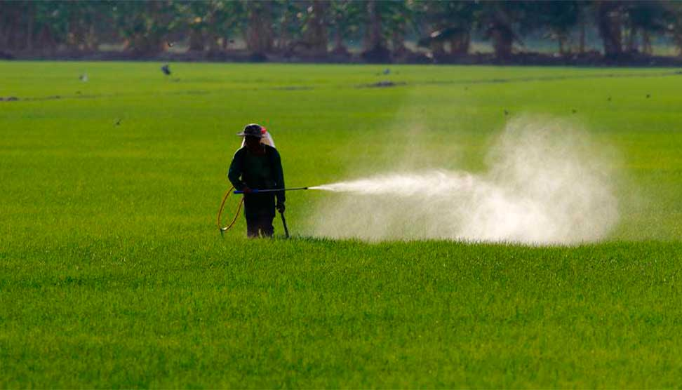 ඇත්ත තිත්ත වීමට ඉස්සර,. වස කනවද? පලිබෝධ නාශක පාලනය කරනවද?