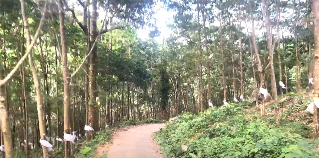 කිරි ගස පාමුල කිරට වැහුණු කඳුළු…